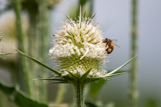 Detailed macro view of a honey bee with a full pollen sac foraging on the distinctive white flower head of a Cutleaf Teasel plant
