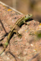 Obraz premium Zauneidechse (fence lizard)