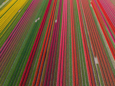 Aerial view of vibrant tulip fields with colorful parallel rows of red, yellow, and pink flowers in bloom Sommelsdijk, South Holland, Netherlands.