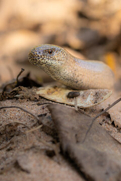 Blindschleiche (slow worm)