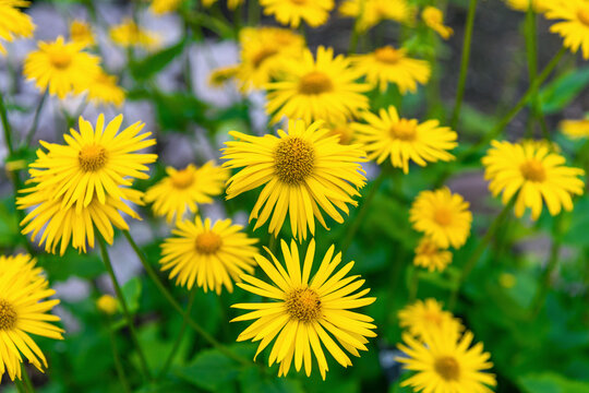 Bright yellow flowers clustered in garden bed. Doronicum orientale, the Oriental leopard's bane