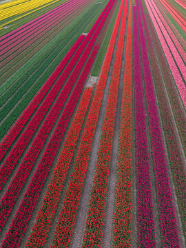 Aerial view of vibrant tulip fields with colorful parallel rows of red, pink, and yellow flowers under soft daylight Sommelsdijk, South Holland, Netherlands.