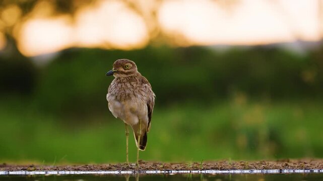 Footage of arrow-marked babbler (Turdoides jardineii) Preening his feathers.