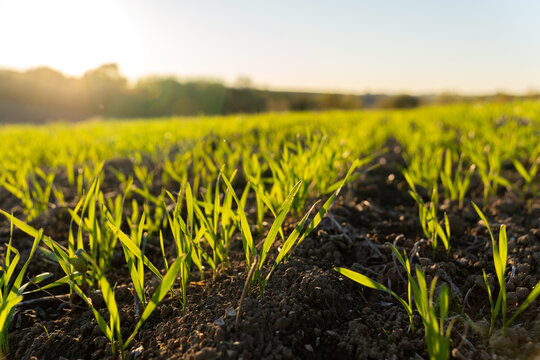 Small winter wheat sprouts push through dark soil as the sun rises over the field in the early morning hours of spring