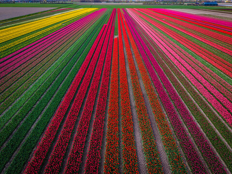 Aerial view of vibrant tulip fields with parallel rows of red, pink, and yellow flowers in Sommelsdijk, South Holland, Netherlands.