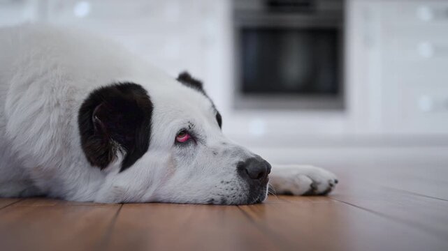 Large white dog relaxing on kitchen floor, cozy home interior, peaceful 4K video