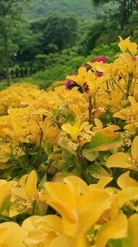 beautiful golden euonymus leaves in may, captured in 4k high quality vertical orientation for mobile social media.