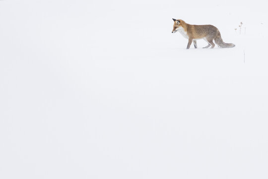 View of a red fox trekking across a vast expanse of pristine white snow in a minimalist winter landscape Provence, Vaud, Switzerland.