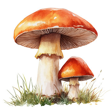 Forest Mushrooms, soft and charming watercolor, isolated on a white background, delicate and elegant style.