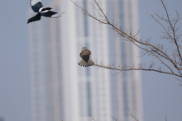 Varied Tit perched on a tree trunk looking into the distance © 현호 정