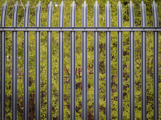 Obraz premium Symmetrical front view of a black steel palisade security fence with pointed pales set against a lush green leafy background in a garden or park