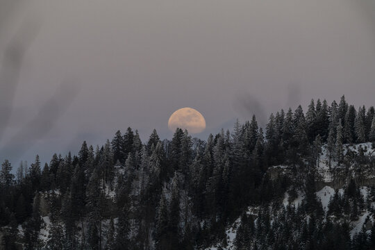 View of the full moon rising behind snow-covered pine trees and the rocky cliffs of Creux du Van in Provence, Vaud, Switzerland.