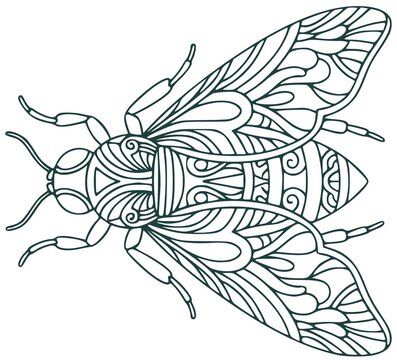 Decorative stylized fly insect line art illustration in zentangle style for adult coloring book