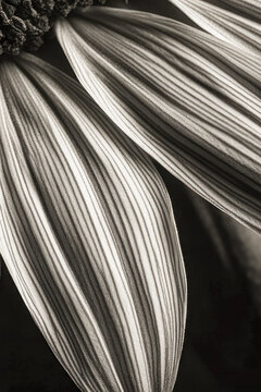 A close-up shot of a single flower in black and white vertical frame