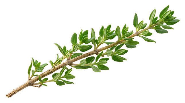 Fresh green thyme sprig on light background