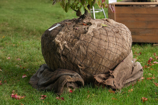 Tree roots rootball transplant gardening agriculture plant nature soil. Natural jute frost protection cover for trees and shrubs