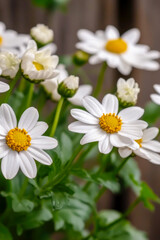 Obraz premium A macro shot of a cluster of white blooms vertical frame
