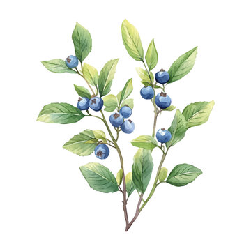watercolor draw of Huckleberry, isolated on a white background.