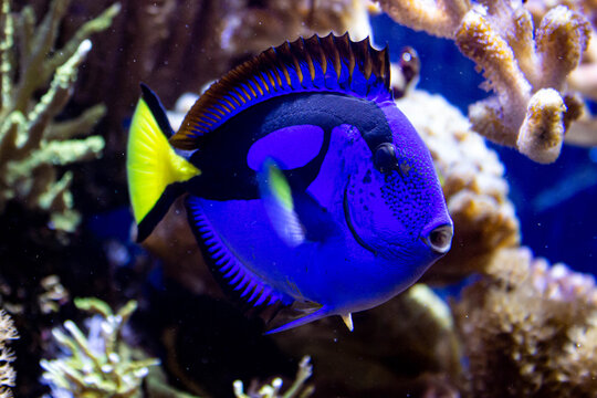 Poisson chirurgien bleu vibrant nageant dans un r&eacute;cif corallien tropical