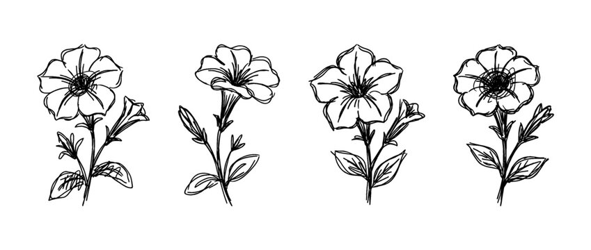 petunia , pen scribble , kid Hand drawn , vector