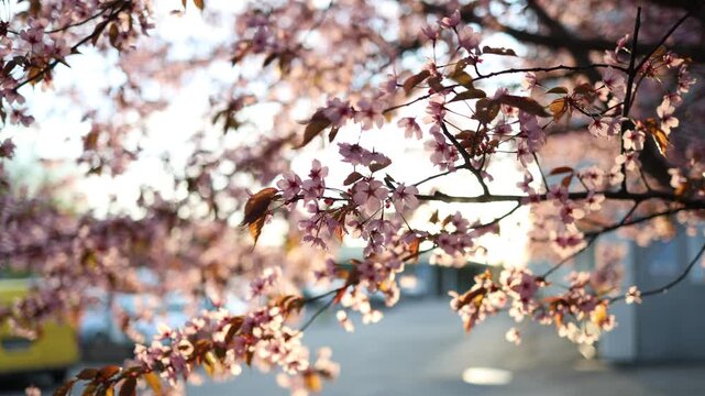 Macro view of sakura blossoms and branches against golden sunset sky glowing petals and warm sunlight peaceful spring floral cinematic nature scene