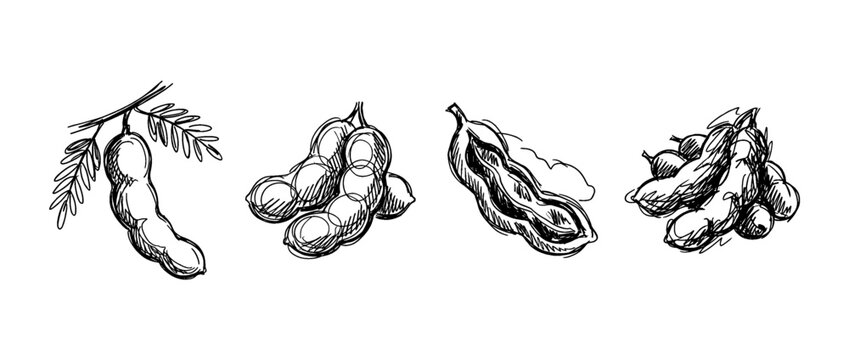 tamarind , pen scribble , kid Hand drawn , vector