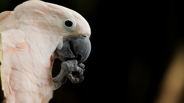 The video shows a white cockatoo perched on a branch, swaying its body back and forth. It is a great example of the unique and often humorous ways that animals interact with their environment.
