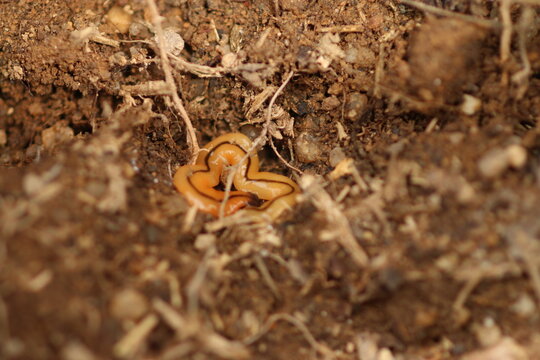 A Planarian (Dugesia) curled up in a spiral on a submerged surface