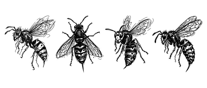 wasp , pen scribble , kid Hand drawn , vector