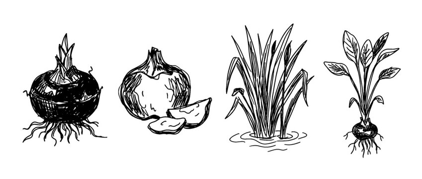 water chestnut , pen scribble , kid Hand drawn , vector