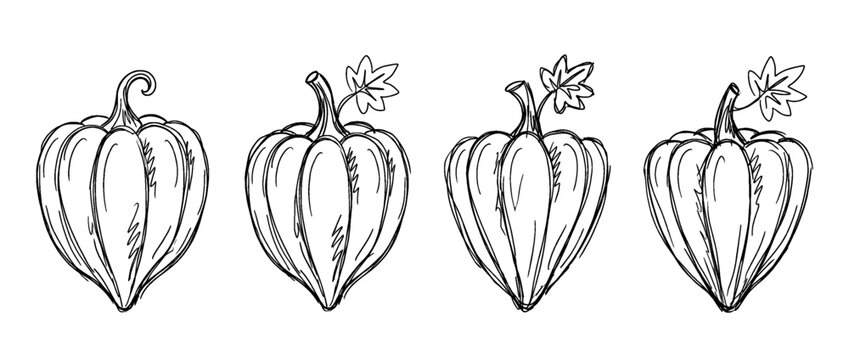 acorn squash , pen scribble , kid Hand drawn , vector