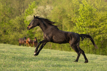 Araber im Galopp © Nadine Haase