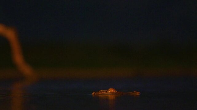 A nile crocodile (Crocodylus niloticus) Looking for prey at night. South Africa.