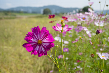 Fototapeta premium Vibrant pink cosmos flower blooming in a sunny autumn field with blue mountains background