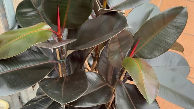 Close-up rubber ficus in pot glossy leaves on terracotta tile with white plastic saucer, nursery display setting, bright daytime