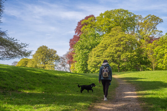 Woman walks dog on path in green park