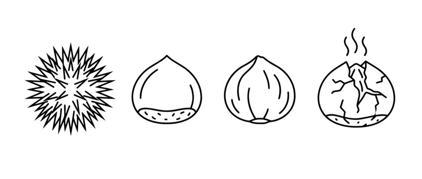 This black lineart image features various forms of chestnuts and their unique spiky shells, highlighting the beauty of nature and organic shapes.