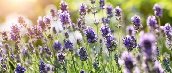 Obraz premium Bees pollinating lavender flowers in a sunlit garden on a warm summer day