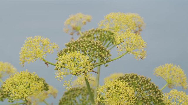 Detailed view of bright yellow umbelliferous flowers and green seed heads on a plant, likely a herb, set against a gentle, out-of-focus blue-grey backdrop, highlighting nature's intricate design.