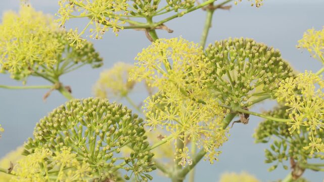 Vibrant yellow small flowers, likely fennel or dill, in intricate clusters against a soft, out-of-focus background. Captures the delicate beauty and natural detail of aromatic herbs.