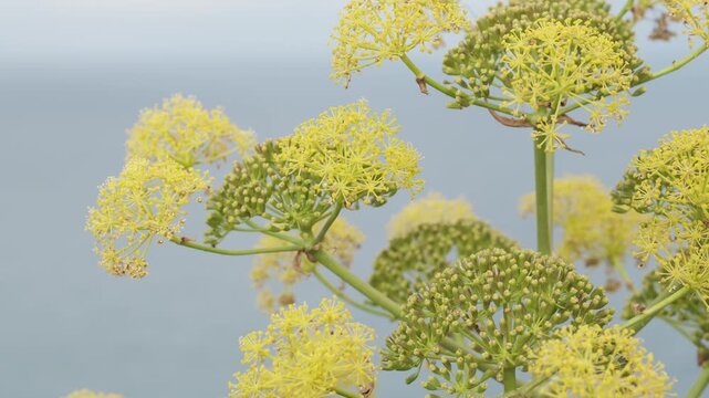 A vibrant close-up of delicate yellow flowers blooming on green stems, possibly fennel or dill, against a softly blurred, light background. Captures nature's intricate details and fresh growth.