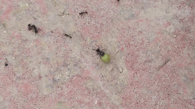 Close-up of black ants diligently working together to transport a vibrant green seed across a textured, reddish-grey ground. An incredible display of teamwork and insect strength in nature.