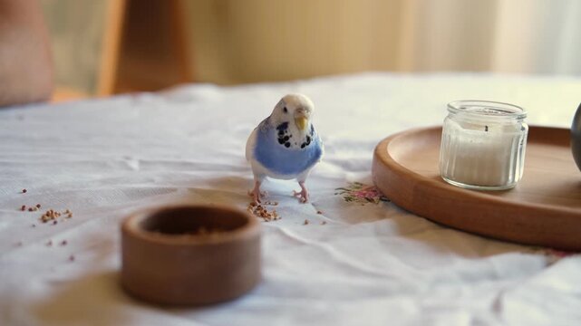 Very Cute Budgie is Happily Enjoying Its Meal Nestled at Home. Budgerigar feeds from a pink bowl. Blue White Parakeet Playing toys. Funny domestic animals. Humorous pets. Tamed bird. Funny Pet Parrot.