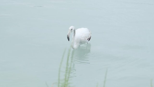Gray flamingo feeding in a salt lake. Calp, Alicante, Spain
