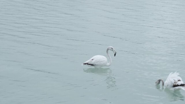 Gray flamingo feeding in a salt lake. Calp, Alicante, Spain