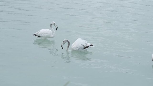 Gray flamingo feeding in a salt lake. Calp, Alicante, Spain