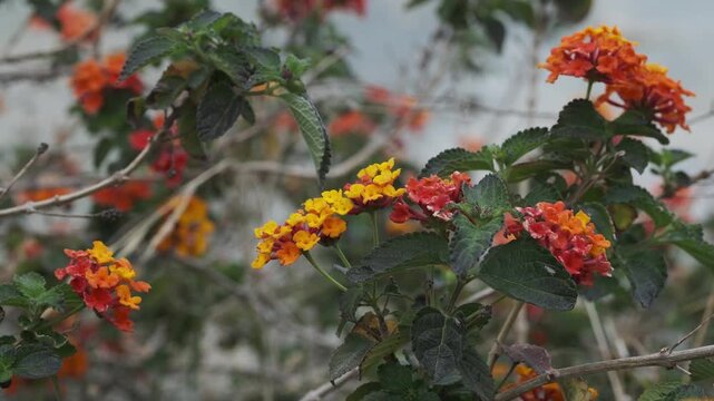 A vibrant close-up captures the intricate beauty of multi-colored Lantana flowers. Yellow, orange, and red petals burst forth from lush green foliage 