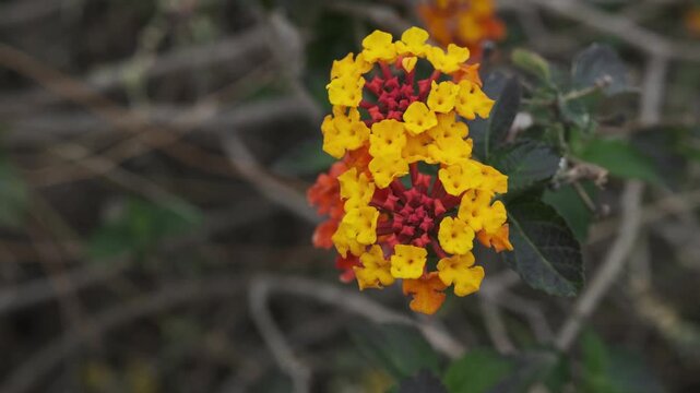 A vibrant close-up captures the intricate beauty of multi-colored Lantana flowers. Yellow, orange, and red petals burst forth from lush green foliage 