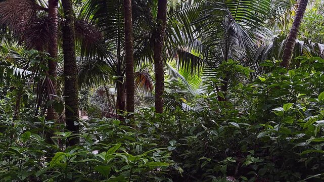 El Yunque rainforest in Puerto Rico with dense palm trees and lush tropical foliage