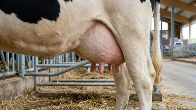 Cow udder close up on dairy farm, milk production process, livestock agriculture, dairy farming industry, bovine anatomy details, milking livestock barn, rural agriculture environment